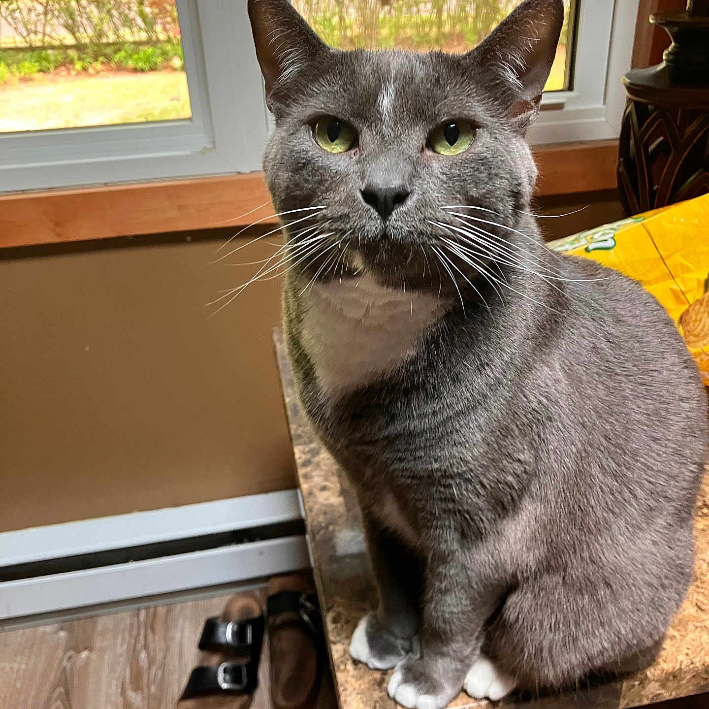 Shadow is registered to the contest to win money with this photo: cat, closeup, curious, domestic_animal, feline, green_eyes, grey_cat, houseplant_outside, indoor, lamp, marble_tabletop, natural_light, pet, sandals, sitting, snack_bag, table, whiskers, window, wooden_floor