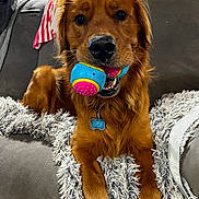 Bentley is registered to the contest to win money with this photo: animal, ball, bodypart, canine, chair, cockerspaniel, couch, cushion, dog, furniture, goldenretriever, homedecor, hound, mouth, pet, puppy, sport, tennis, tennisball, terrier