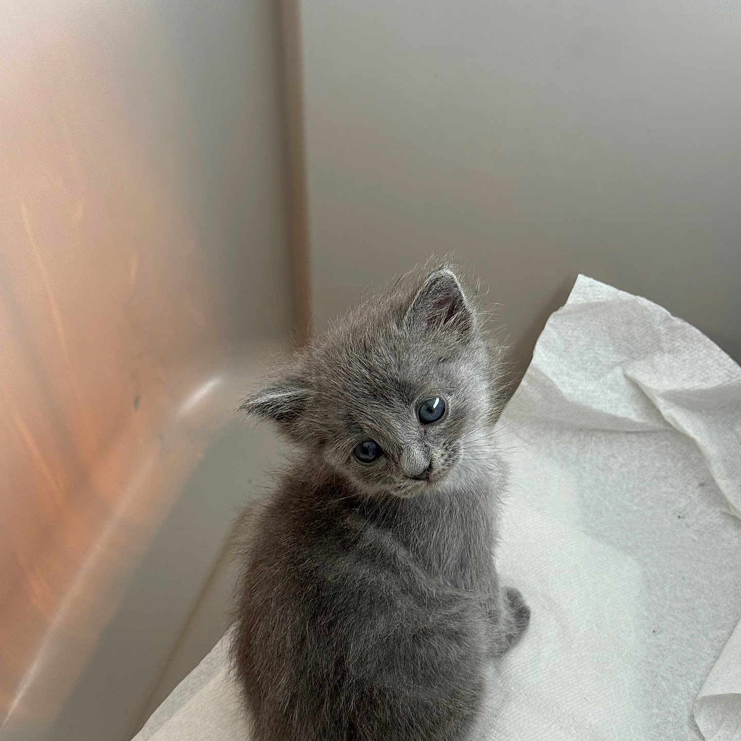 Bella