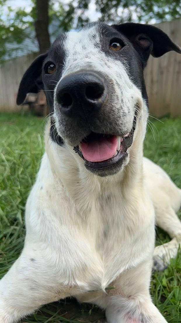 Novaleigh joined the competition — help win amazing prizes! canidae, carnivore, collar, companion_dog, dog, dog_breed, dog_collar, fang, fawn, fur, grass, hunting_dog, non_sporting_group, plant, snout, sporting_group, terrestrial_animal, whiskers, working_animal, working_dog