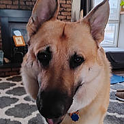 Moose is registered to the contest to win money with this photo: dog, canine, german_shepherd_mix, close_up, big_ears, tongue_out, collar, dog_tag, living_room, rug, patterned_rug, fireplace, brick_wall, television, window, curtain, plant, carpet, pet, indoor