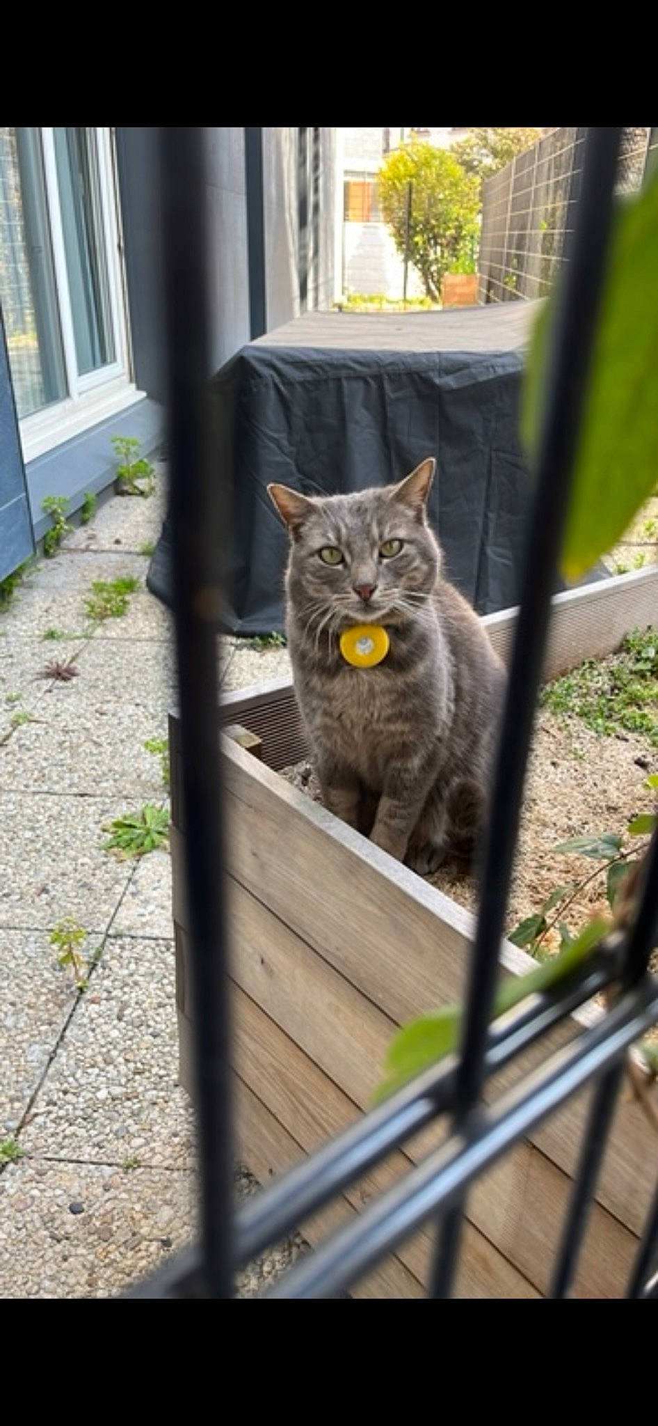 Minette a rejoint le concours — aidez-le/la à gagner de superbes lots ! carnivore, cat, domestic_short_haired_cat, felidae, fur, grass, grey, metal, plant, road_surface, sitting, small_to_medium_sized_cats, snout, tail, terrestrial_animal, tree, whiskers, wildlife, window, wood