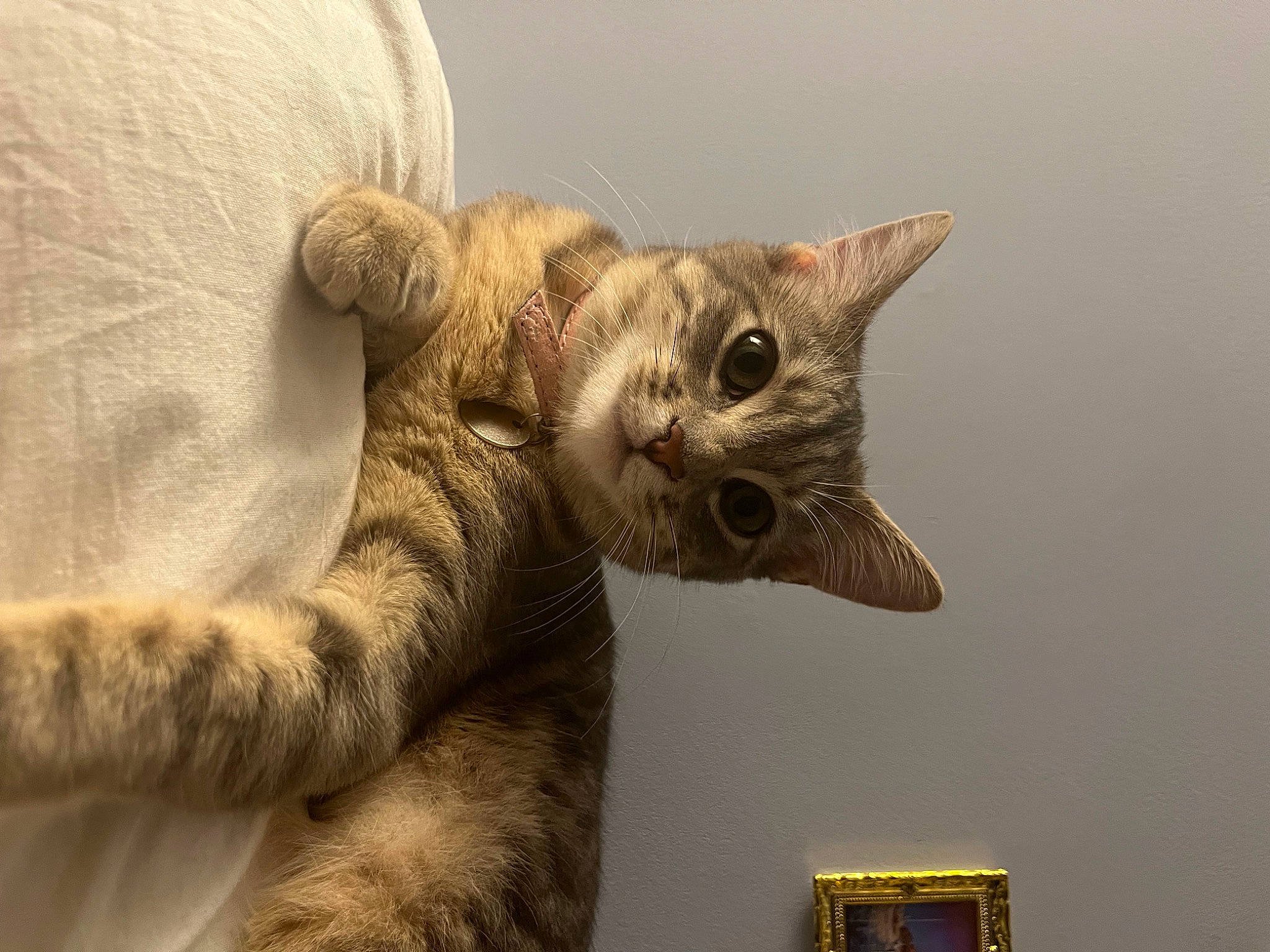 Perla a rejoint le concours — aidez-le/la à gagner de superbes lots ! carnivore, cat, claw, comfort, domestic_short_haired_cat, ear, fawn, felidae, fur, paw, small_to_medium_sized_cats, snout, tail, terrestrial_animal, whiskers, wildlife, window