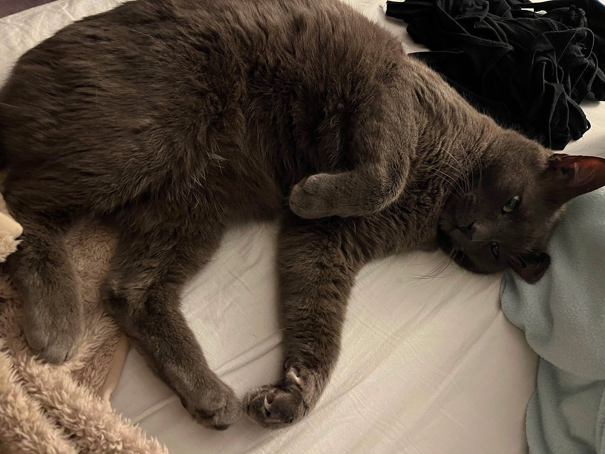 Perly participe au concours pour gagner de l'argent avec cette photo : black_cat, carnivore, cat, claw, comfort, domestic_short_haired_cat, felidae, foot, fur, nap, paw, russian_blue, sleep, small_to_medium_sized_cats, snout, tail, terrestrial_animal, whiskers