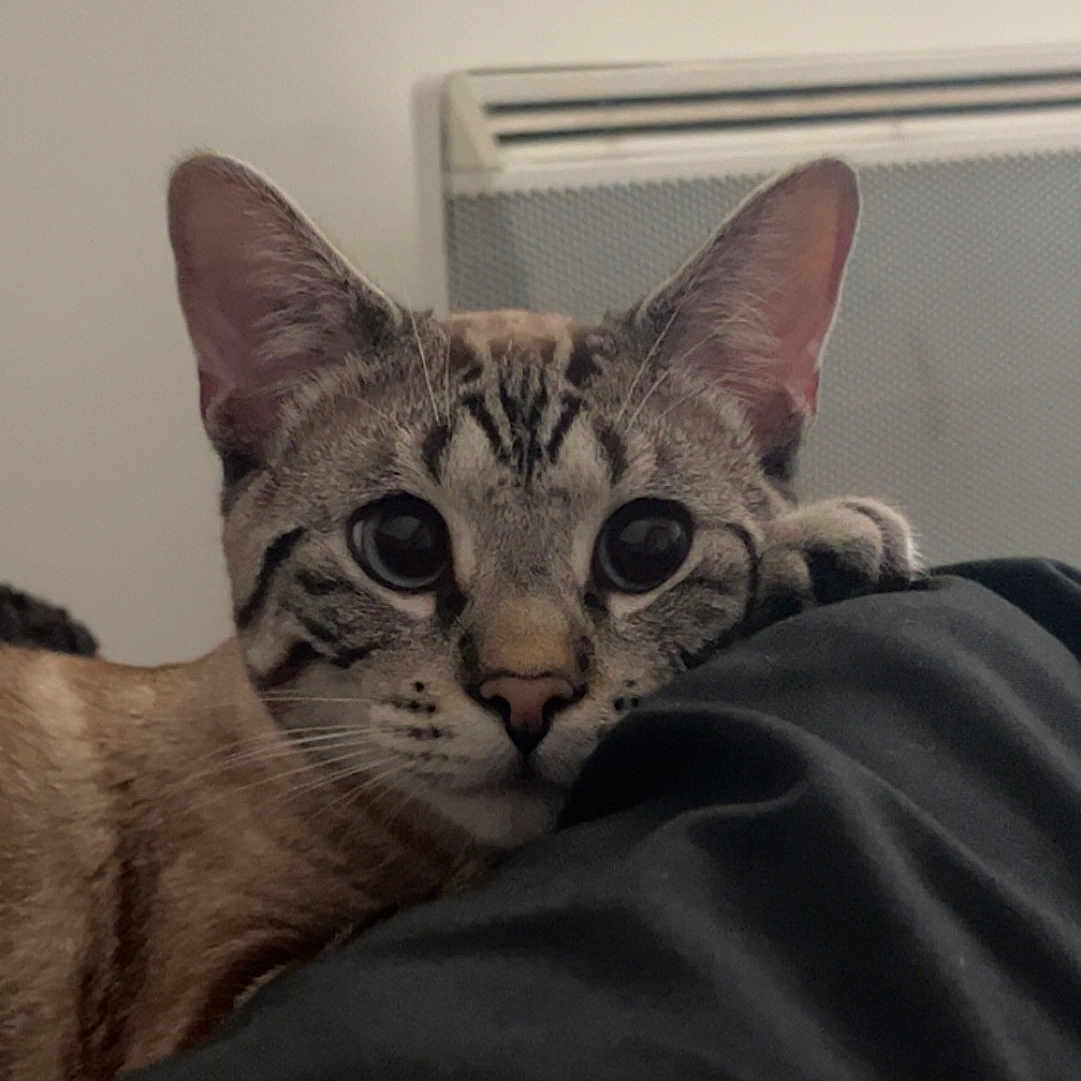 Aldo
