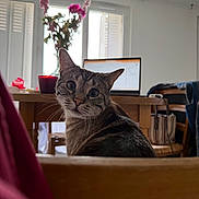 Aldo a rejoint le concours — aidez-le/la à gagner de superbes lots ! animal, cat, chair, desk, ears, feline, flowers, home, indoor, laptop, office, pet, photography, portrait, sitting, tabby_cat, whiskers, wide_eyes, window, wooden_furniture
