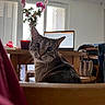 animal, cat, chair, desk, ears, feline, flowers, home, indoor, laptop, office, pet, photography, portrait, sitting, tabby_cat, whiskers, wide_eyes, window, wooden_furniture