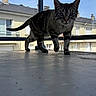 Aldo participe au concours pour gagner de l'argent avec cette photo : animal, balcony, buildings, cat, daylight, ears, feline, indoors, outdoor_view, pet, portrait, standing, striped_fur, tabby_cat, table, tail, urban, walking, whiskers, window