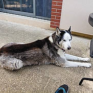 Nala a rejoint le concours — aidez-le/la à gagner de superbes lots ! dog, husky, outdoor, patio, concrete, relaxed, lying_down, black_and_white, fur, collar, shoe, table, brick_wall, glass_door, side_view, calm, daylight, domestic_animal, pavement, resting