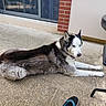 dog, husky, outdoor, patio, concrete, relaxed, lying_down, black_and_white, fur, collar, shoe, table, brick_wall, glass_door, side_view, calm, daylight, domestic_animal, pavement, resting