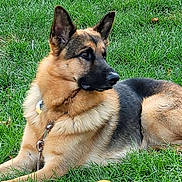 Heinrich joined the competition — help win amazing prizes! dog, german_shepherd, grass, outdoor, pet, animal, ball, playing, fur, canine, collar, leash, nature, alert, lying_down, ears_up, muzzle, side_view, daylight, park