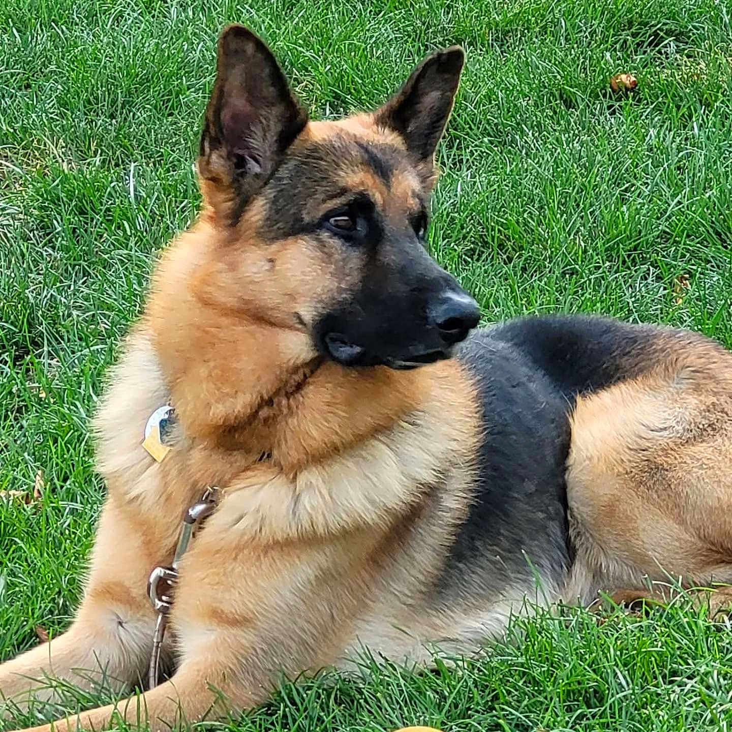 Heinrich joined the competition — help win amazing prizes! alert, animal, ball, canine, collar, daylight, dog, ears_up, fur, german_shepherd, grass, leash, lying_down, muzzle, nature, outdoor, park, pet, playing, side_view