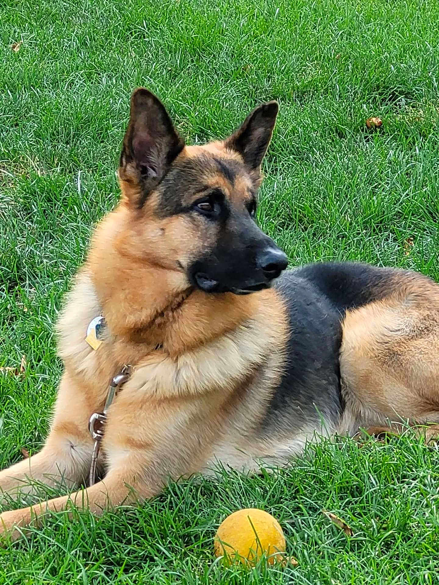 Heinrich joined the competition — help win amazing prizes! dog, german_shepherd, grass, outdoor, pet, animal, ball, playing, fur, canine, collar, leash, nature, alert, lying_down, ears_up, muzzle, side_view, daylight, park