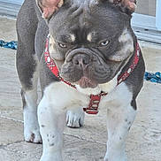 Lani Kia joined the competition — help win amazing prizes! alert, animal, canine, close_up, companion, dog, domestic_animal, ears_up, french_bulldog, gray_fur, harness, muscular, outdoor, pet, portrait, short_hair, snub_nose, standing, tile_floor, white_paws