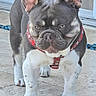alert, animal, canine, close_up, companion, dog, domestic_animal, ears_up, french_bulldog, gray_fur, harness, muscular, outdoor, pet, portrait, short_hair, snub_nose, standing, tile_floor, white_paws
