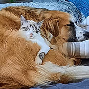 Tyka participe au concours pour gagner de l'argent avec cette photo : animal, bed, blanket, cat, comfort, companion, cozy, cute, dog, domestic, friendship, fur, furry, indoor, nap, pet, relaxation, resting, sleeping, snuggle