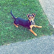 Milo is registered to the contest to win money with this photo: dog, puppy, grass, sidewalk, outdoor, pet, animal, black_and_tan, collar, laying_down, cute, small_dog, attentive, ears_up, tail_up, daylight, nature, ground, canine, friendly