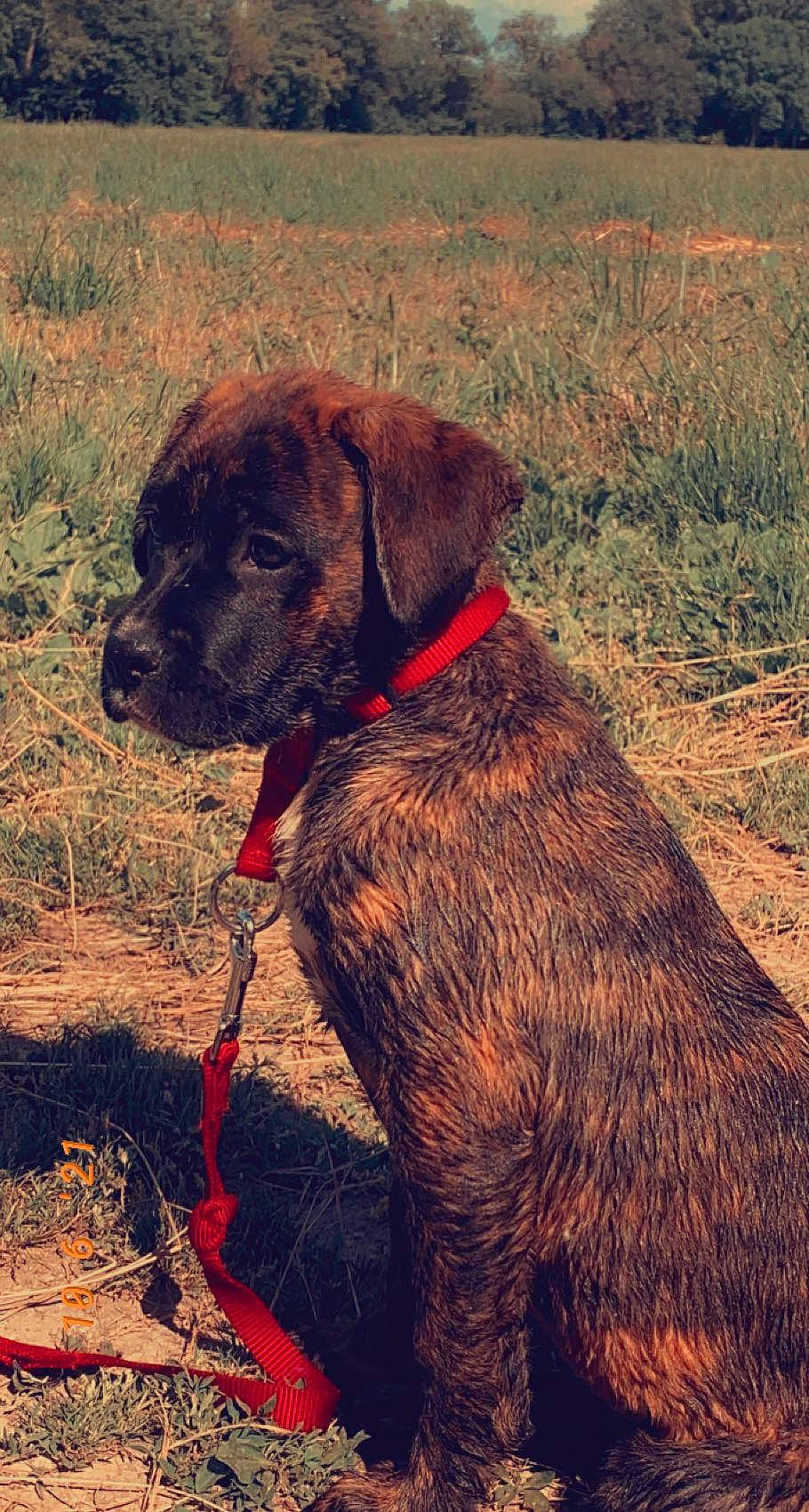 Lana participe au concours pour gagner de l'argent avec cette photo : carnivore, collar, companion_dog, dog, dog_breed, dog_collar, dog_supply, fawn, grass, gun_dog, leash, liver, mammal, pet_supply, plant, snout, soil, sporting_group, tail, working_animal