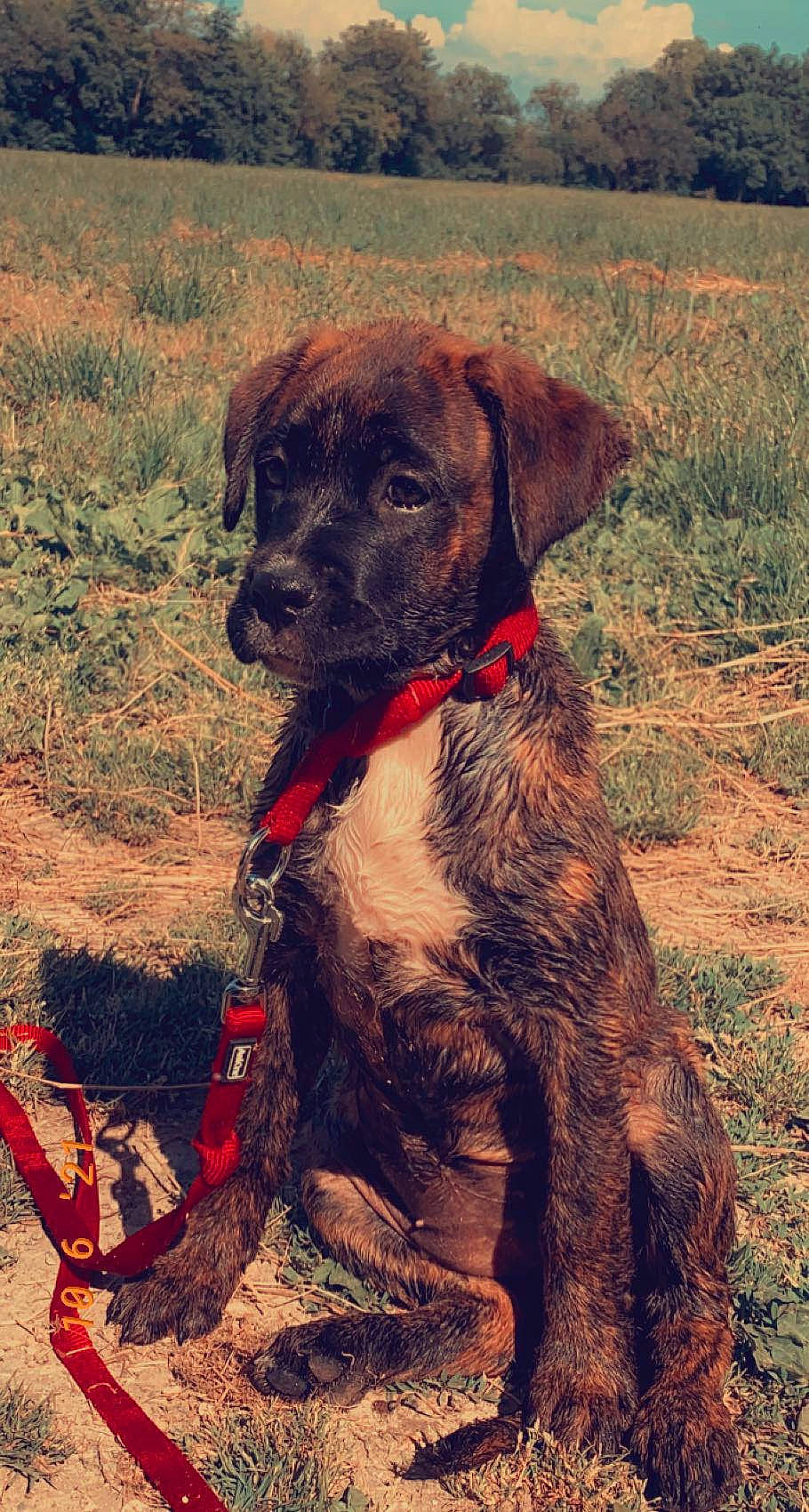 Lana participe au concours pour gagner de l'argent avec cette photo : adventure, canidae, carnivore, collar, companion_dog, dog, dog_breed, dog_collar, fawn, fur, grass, gun_dog, liver, plant, snout, soil, sporting_group, tail, wilderness, working_animal