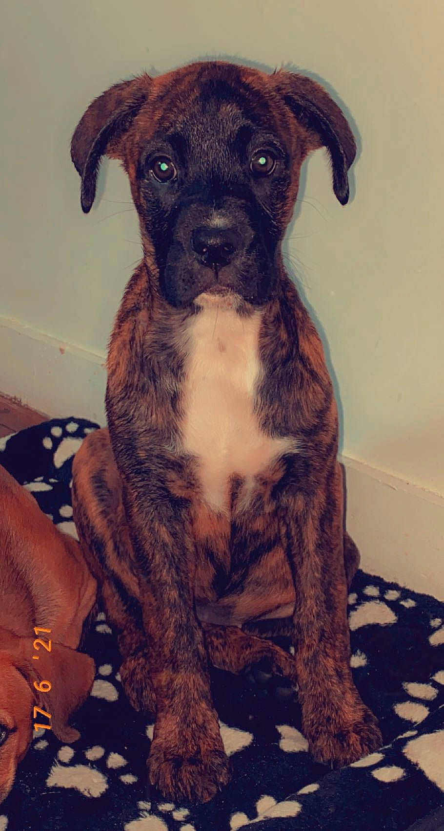 Lana a rejoint le concours — aidez-le/la à gagner de superbes lots ! ancient_dog_breeds, art, borador, canidae, carnivore, collar, companion_dog, dog, dog_breed, dog_collar, fur, liver, non_sporting_group, painting, snout, sporting_group, toy_dog, whiskers, working_animal, working_dog