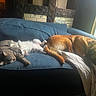 dog, cat, couch, indoor, resting, sleeping, pets, window, natural_light, furniture, cozy, animal, domestic, relaxing, companion, brown_dog, tabby_cat, white_cat, living_room, blanket