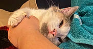 Callie joined the competition — help win amazing prizes! cat, animal, pet, sleepy, cozy, blanket, human_arm, close_up, indoor, cute, fur, whiskers, relaxed, snuggling, pink_nose, paw, resting, comfort, domestic, towel
