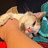 cat, animal, pet, sleepy, cozy, blanket, human_arm, close_up, indoor, cute, fur, whiskers, relaxed, snuggling, pink_nose, paw, resting, comfort, domestic, towel