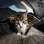 animal, blanket, cat, closeup, cozy, curious, cute, domestic_cat, fur, indoor, kitten, mammal, pet, resting, sleeping_area, small, soft, tabby, whiskers, young