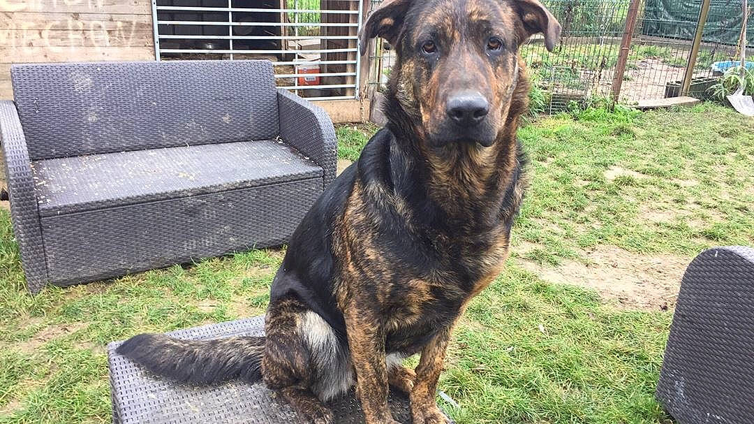 Victoria a rejoint le concours — aidez-le/la à gagner de superbes lots ! alano_espanol, alaunt, canidae, carnivore, cimarron_uruguayo, dog, dog_breed, dogo_sardesco, dutch_shepherd_dog, fila_brasileiro, greyhound, louisiana_catahoula_leopard_dog, mammal, mountain_cur, perro_de_presa_canario, plott_hound, rare_breed_dog, sporting_group, treeing_tennessee_brindle, vertebrate