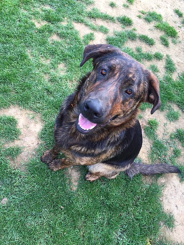 Victoria a rejoint le concours — aidez-le/la à gagner de superbes lots ! canidae, carnivore, dog, dog_breed, fawn, grass, mammal, plott_hound, snout, sporting_group, vertebrate