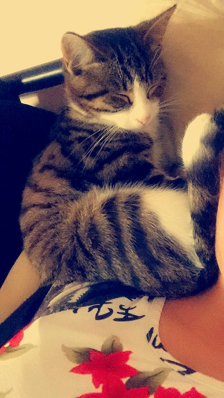 Basile participe au concours pour gagner de l'argent avec cette photo : asian, california_spangled, carnivore, cat, domestic_short_haired_cat, dragon_li, european_shorthair, felidae, fur, kitten, paw, polydactyl_cat, small_to_medium_sized_cats, tabby_cat, tail, whiskers