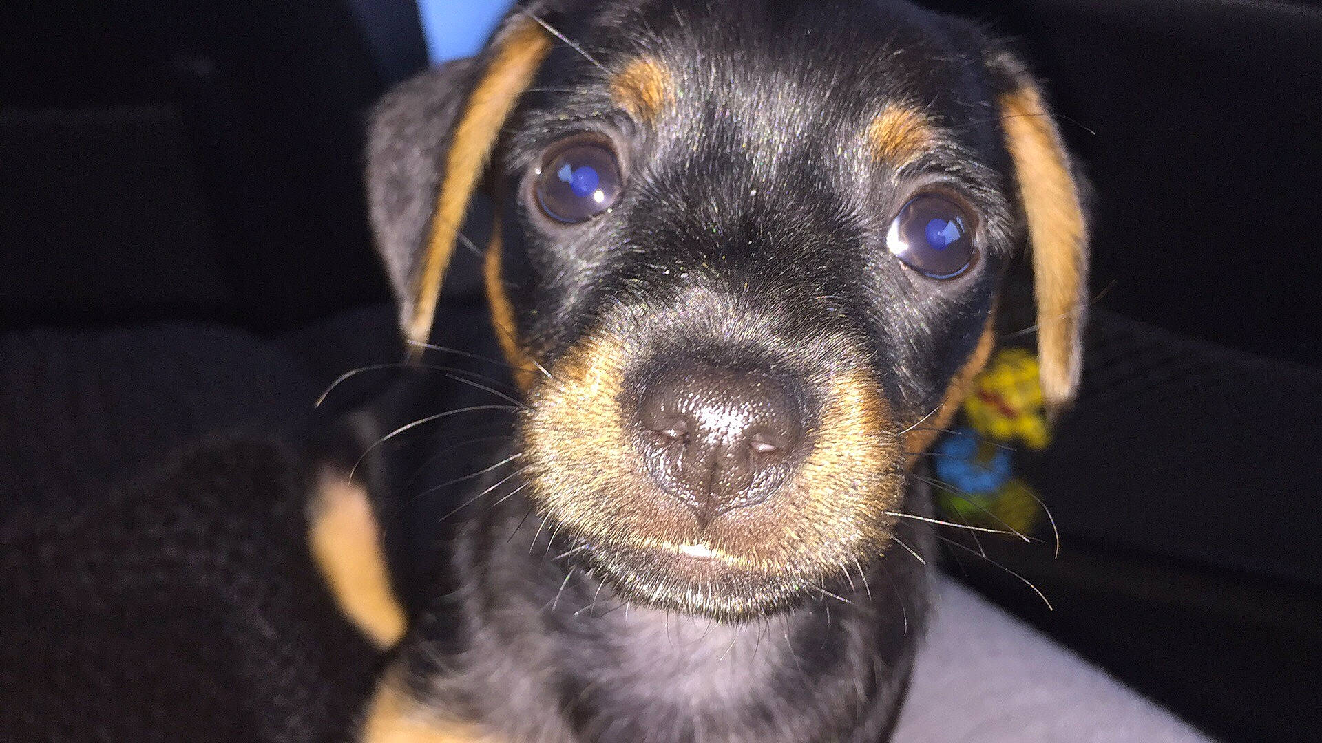 Polkka participe au concours pour gagner de l'argent avec cette photo : austrian_black_and_tan_hound, beagador, black_and_tan_terrier, canidae, carnivore, dachshund, dog, dog_breed, german_pinscher, huntaway, mammal, miniature_pinscher, pinscher, puppy, rare_breed_dog, smaland_hound, snout, transylvanian_hound, vertebrate, whiskers