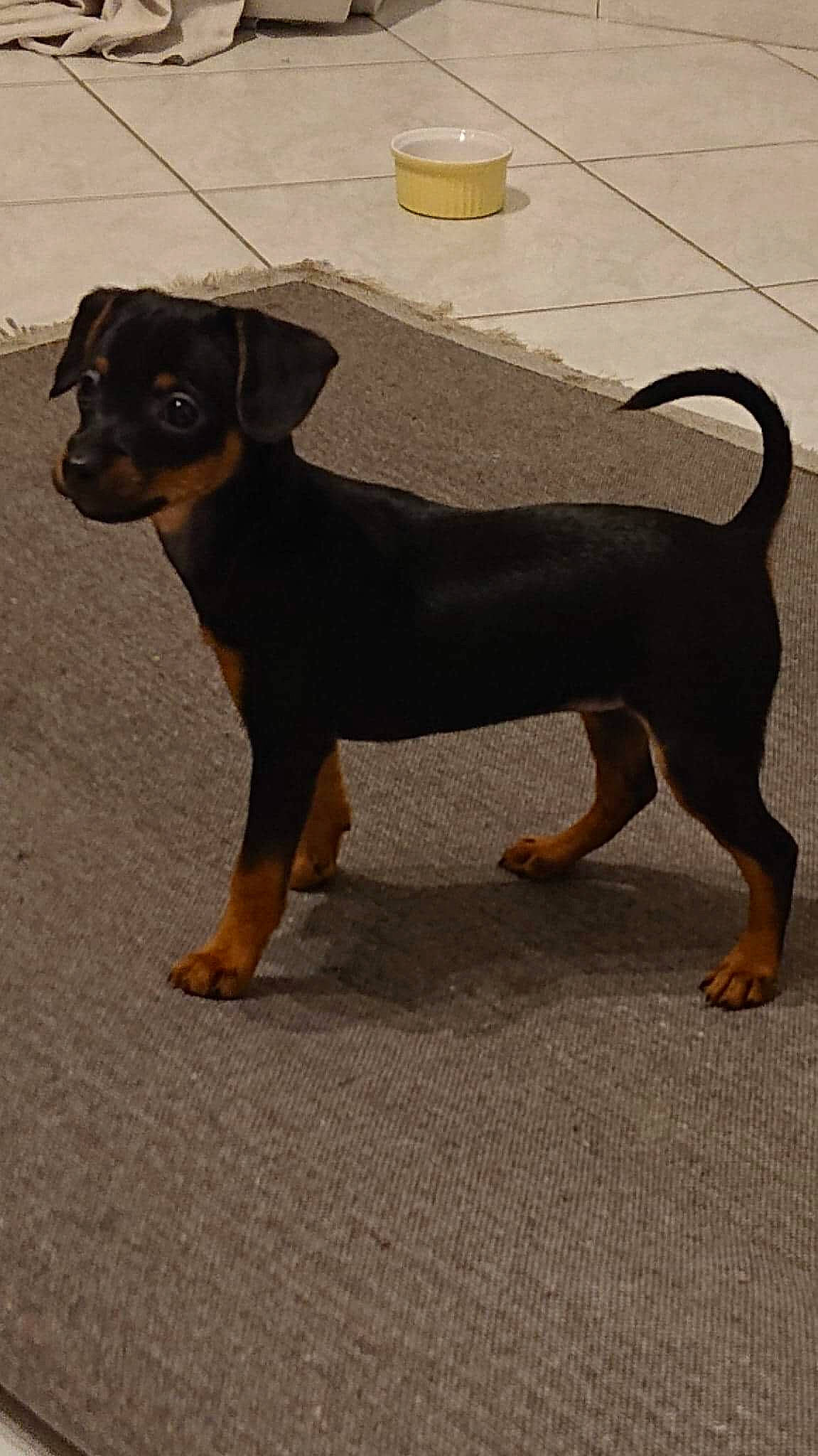 Polkka participe au concours pour gagner de l'argent avec cette photo : austrian_black_and_tan_hound, black_and_tan_terrier, canidae, carlin_pinscher, carnivore, companion_dog, dog, dog_breed, english_toy_terrier, fawn, german_pinscher, hunting_dog, mammal, manchester_terrier, miniature_pinscher, pinscher, prazsky_krysarik, toy_dog, toy_manchester_terrier, vertebrate