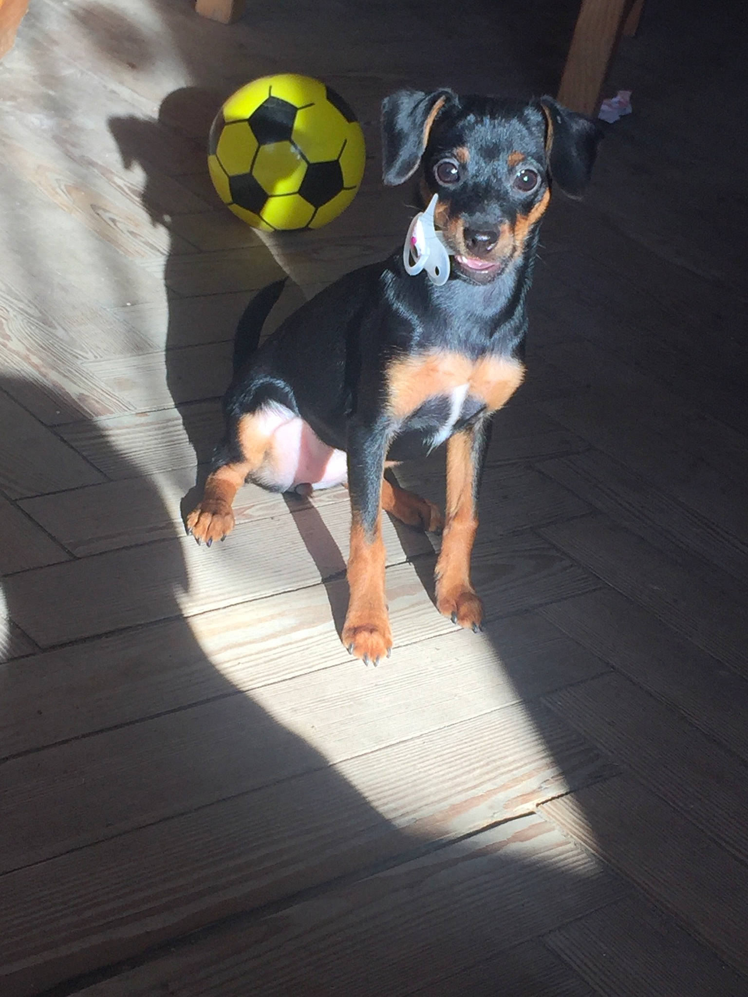 Polkka participe au concours pour gagner de l'argent avec cette photo : black_and_tan_terrier, brazilian_terrier, canidae, carlin_pinscher, carnivore, dog, dog_breed, english_toy_terrier, fawn, german_pinscher, huntaway, mammal, manchester_terrier, miniature_pinscher, pinscher, prazsky_krysarik, toy_dog, toy_manchester_terrier, vertebrate, working_dog