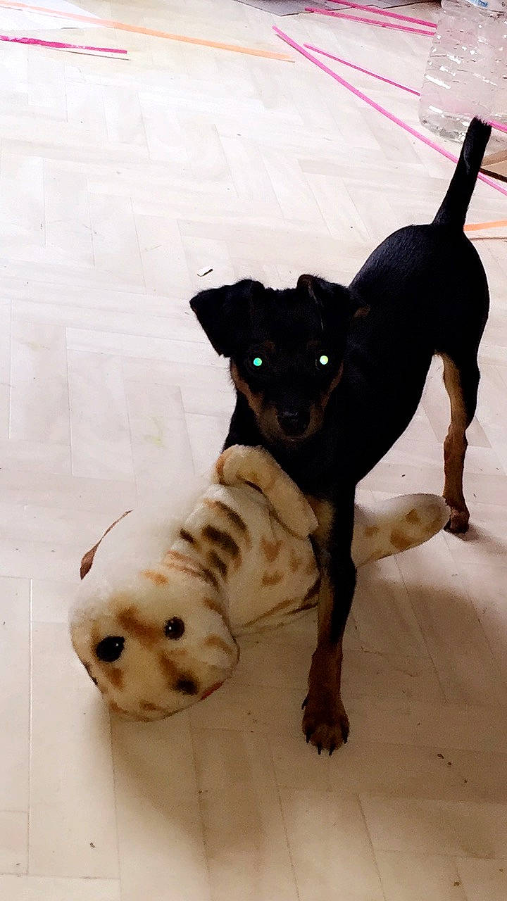 Polkka participe au concours pour gagner de l'argent avec cette photo : brazilian_terrier, canidae, carlin_pinscher, carnivore, companion_dog, dog, dog_breed, mammal, patterdale_terrier, puppy, snout, sporting_group, street_dog, tail, vertebrate