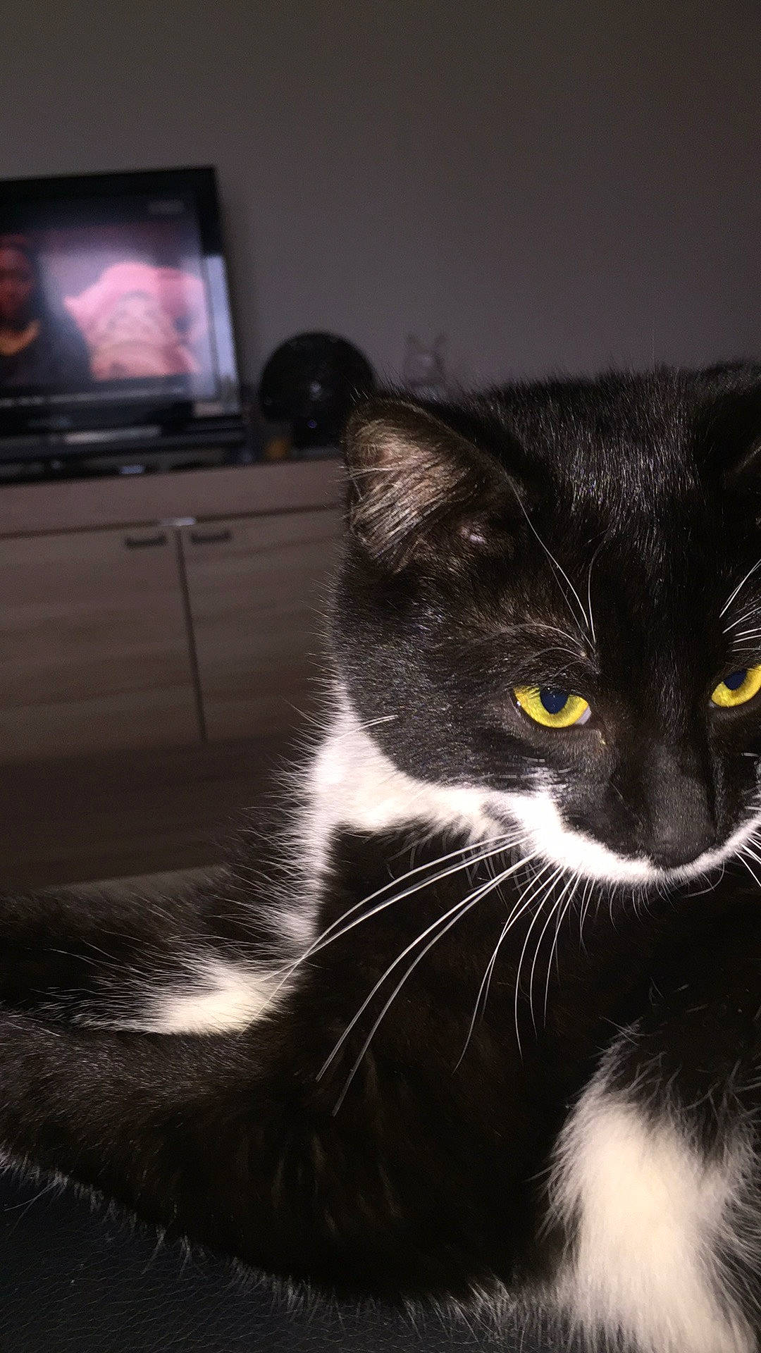 Bounty participe au concours pour gagner de l'argent avec cette photo : black, black_and_white, black_cat, carnivore, cat, domestic_short_haired_cat, ear, european_shorthair, eye, felidae, fur, kitten, nose, photography, small_to_medium_sized_cats, snout, whiskers, window