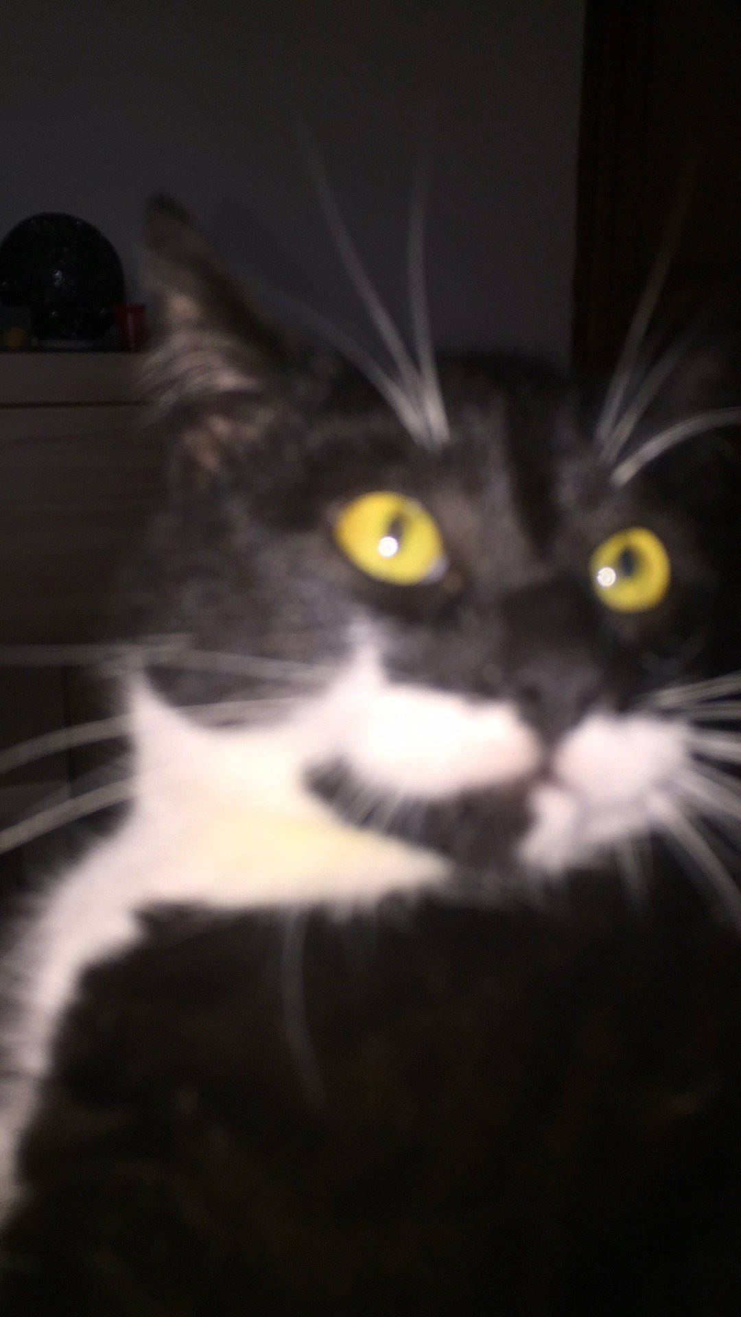 Bounty a rejoint le concours — aidez-le/la à gagner de superbes lots ! black, black_and_white, black_cat, carnivore, cat, close_up, domestic_long_haired_cat, domestic_short_haired_cat, ear, european_shorthair, eye, felidae, fur, kitten, mammal, norwegian_forest_cat, nose, small_to_medium_sized_cats, snout, whiskers