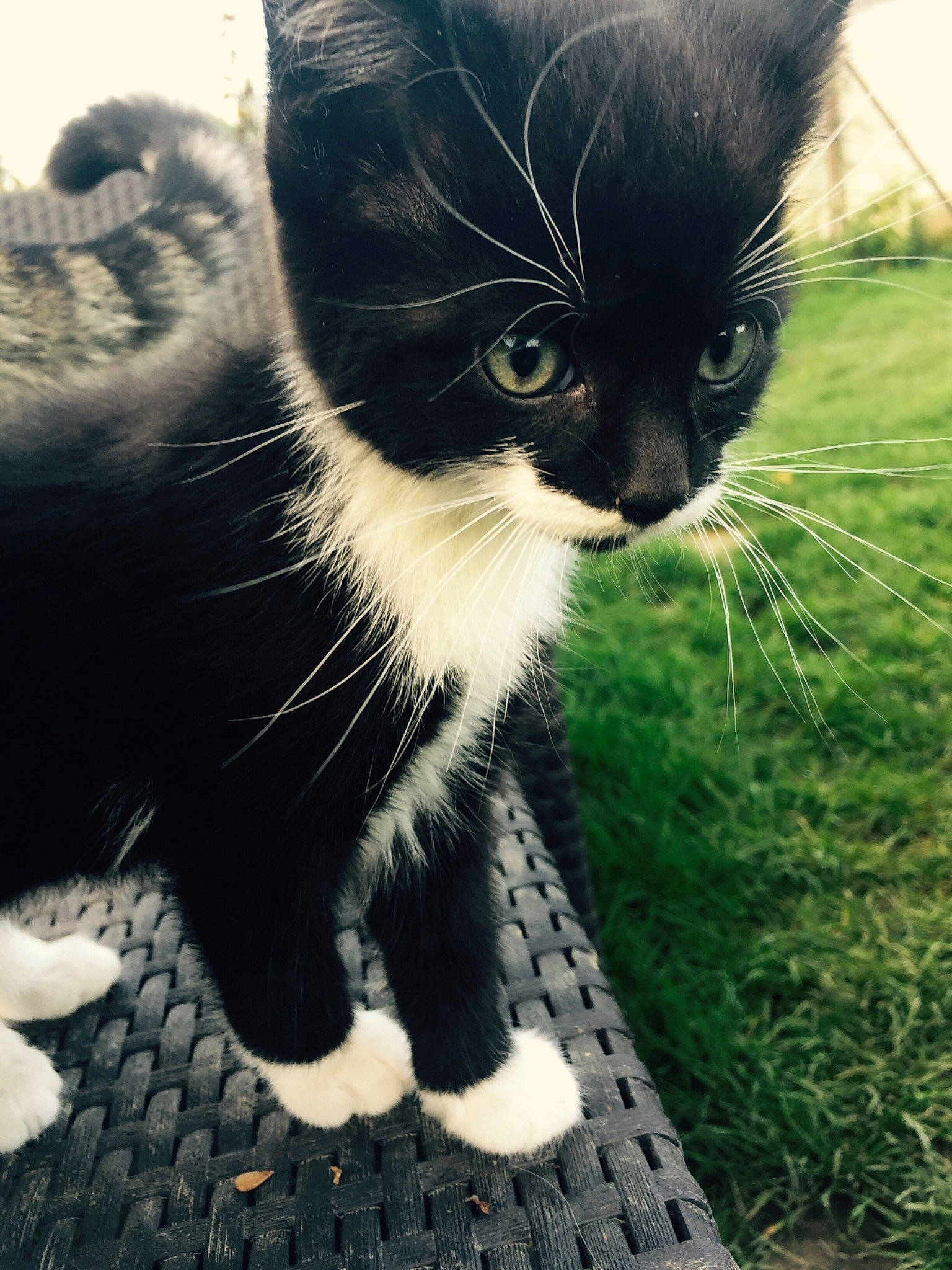 Bounty participe au concours pour gagner de l'argent avec cette photo : black, black_and_white, black_cat, carnivore, cat, claw, domestic_short_haired_cat, european_shorthair, eye, felidae, fur, grass, kitten, nose, plant, polydactyl_cat, small_to_medium_sized_cats, snout, tail, whiskers