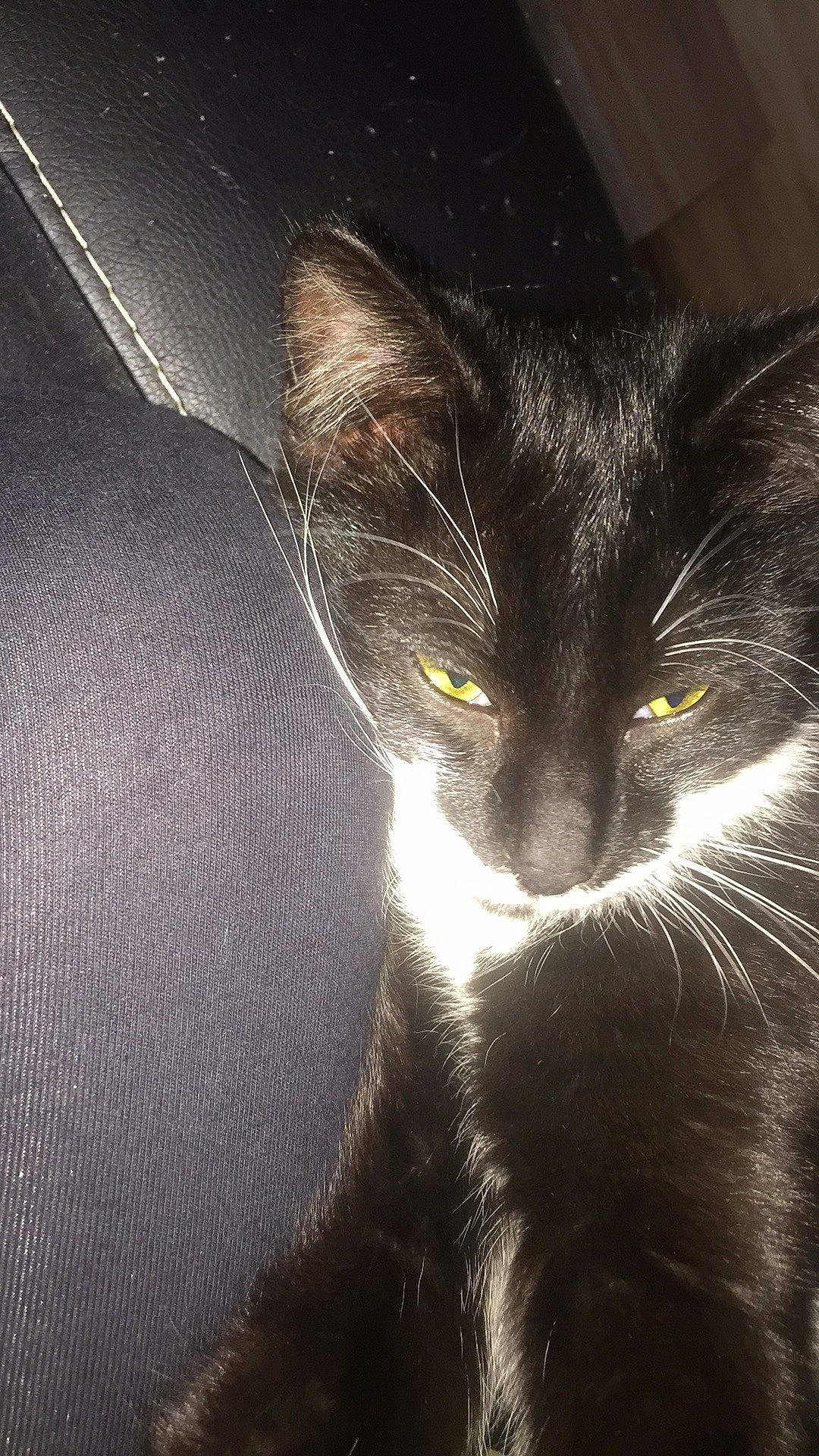 Bounty a rejoint le concours — aidez-le/la à gagner de superbes lots ! black, black_and_white, black_cat, carnivore, cat, close_up, domestic_short_haired_cat, ear, eye, felidae, fur, kitten, norwegian_forest_cat, nose, sky, small_to_medium_sized_cats, snout, tail, whiskers