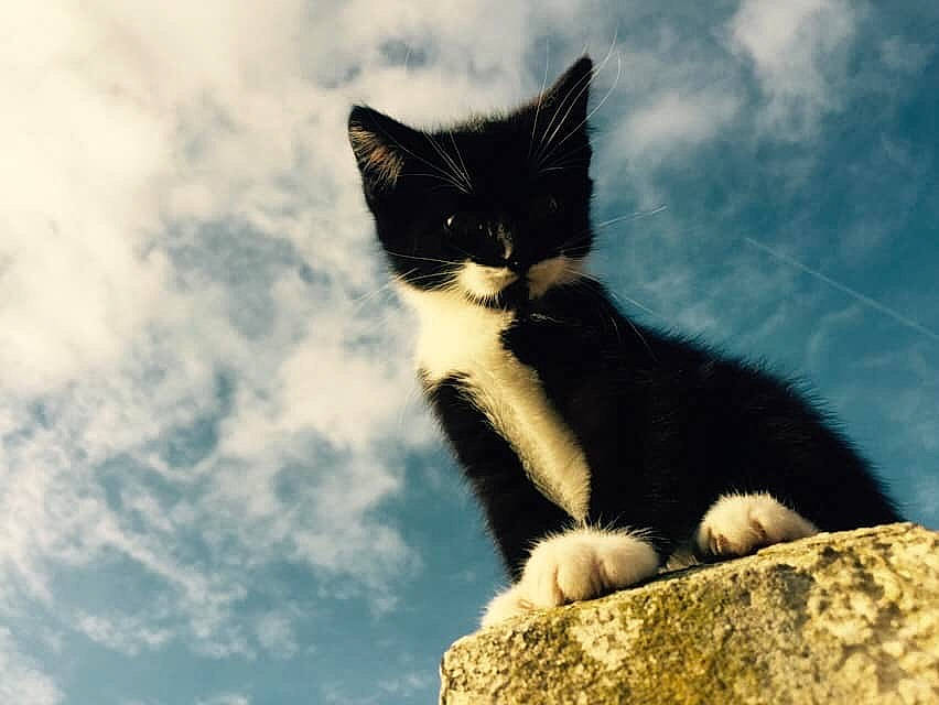 Bounty participe au concours pour gagner de l'argent avec cette photo : aegean_cat, american_wirehair, black_and_white, black_cat, carnivore, cat, cloud, domestic_short_haired_cat, eye, felidae, fur, kitten, meteorological_phenomenon, polydactyl_cat, sky, small_to_medium_sized_cats, snout, tail, tree, whiskers