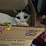 Bradli joined the competition — help win amazing prizes! cat, cardboard_box, beads, bracelet, smiley_face, curious, indoor, pet, feline, animal, closeup, black_and_white_cat, cluttered_background, playful, cute, looking, wide_eyes, soft_light, home, domestic