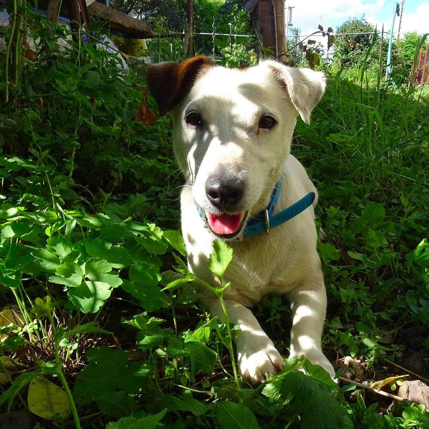Tessa participe au concours pour gagner de l'argent avec cette photo : carnivore, cloud, collar, companion_dog, dog, dog_breed, dog_collar, fawn, garden, grass, groundcover, herb, hunting_dog, plant, shrub, sporting_group, tail, whiskers, working_animal, working_dog