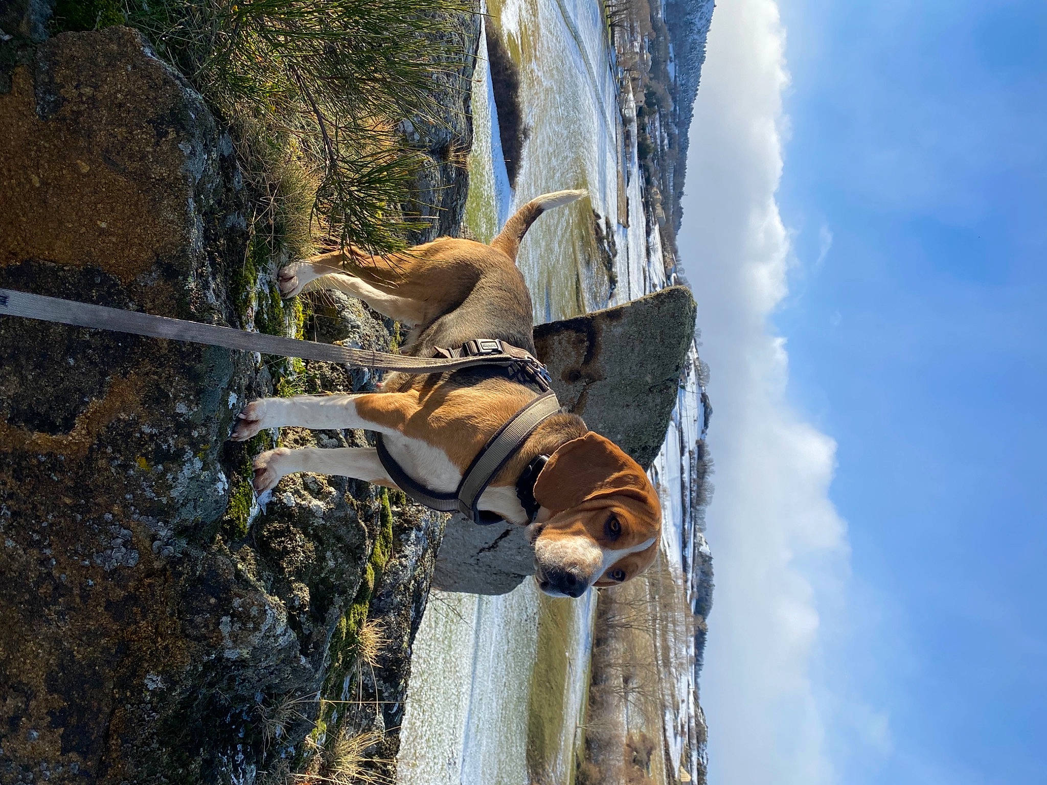 Prune a rejoint le concours — aidez-le/la à gagner de superbes lots ! canidae, carnivore, cloud, dog, dog_breed, fawn, leash, leisure, pet_supply, plant, reflection, rope, sky, snout, tail, tree, trunk, water, wood, working_animal
