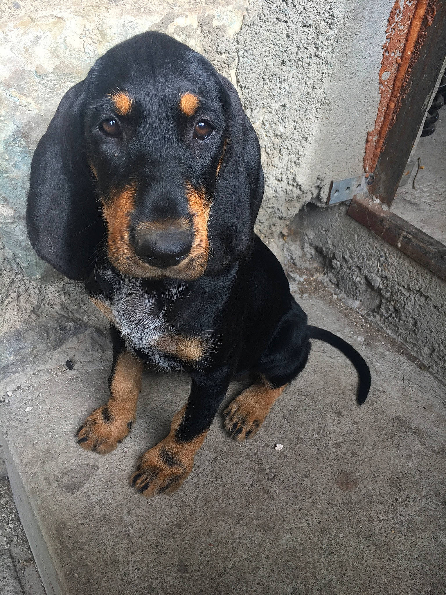 Louna participe au concours pour gagner de l'argent avec cette photo : carnivore, companion_dog, composite_material, dog, dog_breed, hound, hunting_dog, liver, metal, snout, sporting_group, terrestrial_animal, working_animal, working_dog