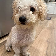 Moxley joined the competition — help win amazing prizes! dog, curly_hair, pet, indoor, floor, wooden_floor, kitchen, appliances, white_cabinets, small_dog, sitting, cute, fur, animal, domestic_animal, companion, looking_away, paws, black_nose, curious