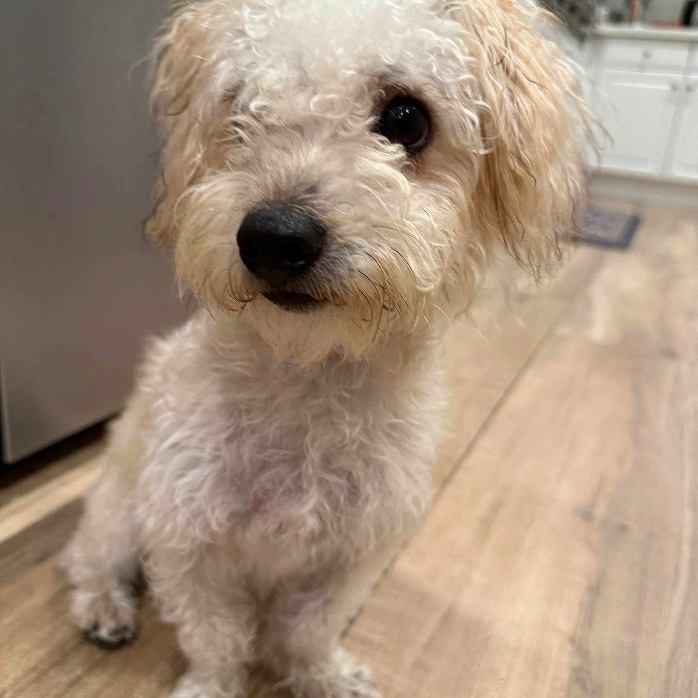 Moxley joined the competition — help win amazing prizes! animal, appliances, black_nose, companion, curious, curly_hair, cute, dog, domestic_animal, floor, fur, indoor, kitchen, looking_away, paws, pet, sitting, small_dog, white_cabinets, wooden_floor