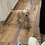 dog, small_dog, kitchen, wooden_floor, dishwasher, dishes, white_dishes, curious, pet, indoor, floor, person_partial, pants, cabinet, home, clean, appliance, fur, animal, standing