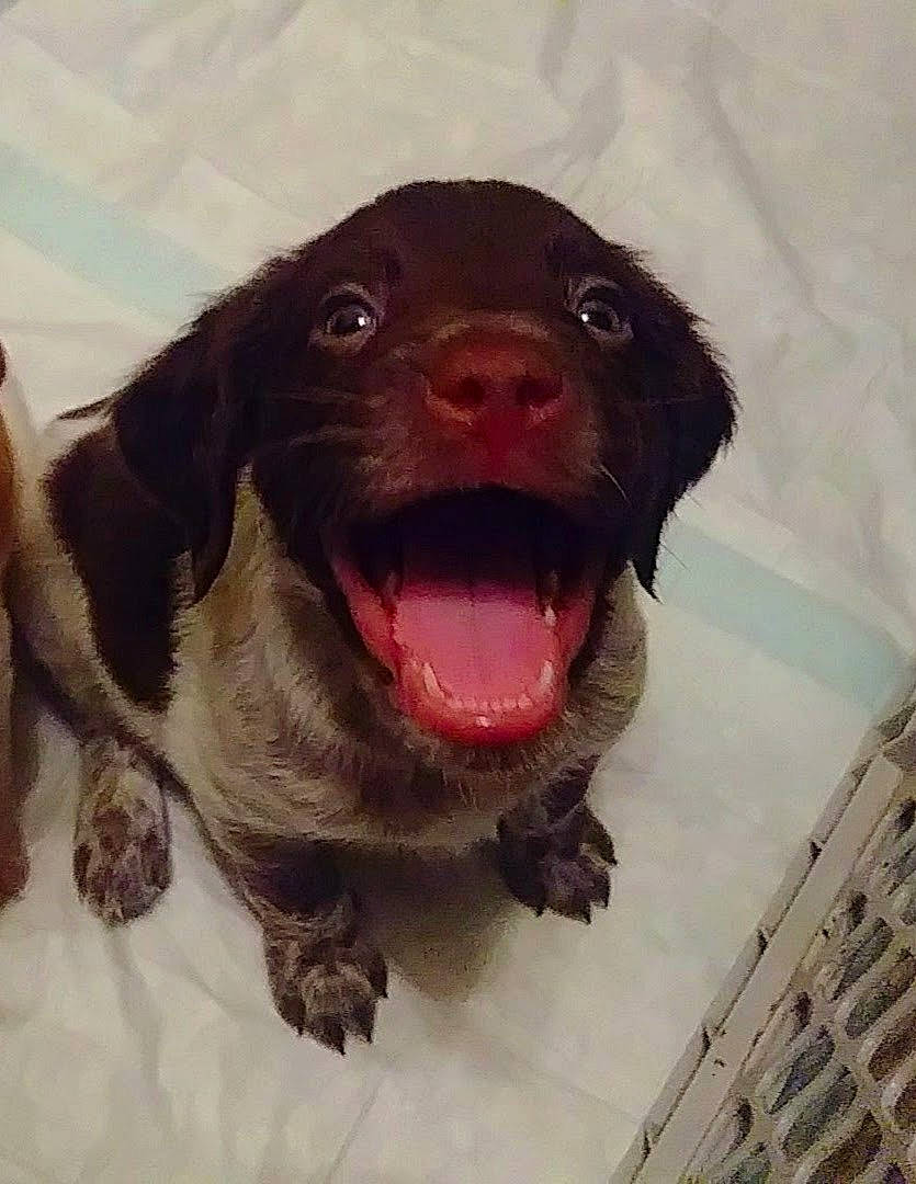 Wings joined the competition — help win amazing prizes! borador, canidae, carnivore, companion_dog, dog, dog_breed, fang, fur, gun_dog, happy, jaw, liver, pet_supply, retriever, smile, snout, spaniel, sporting_group, whiskers, working_animal