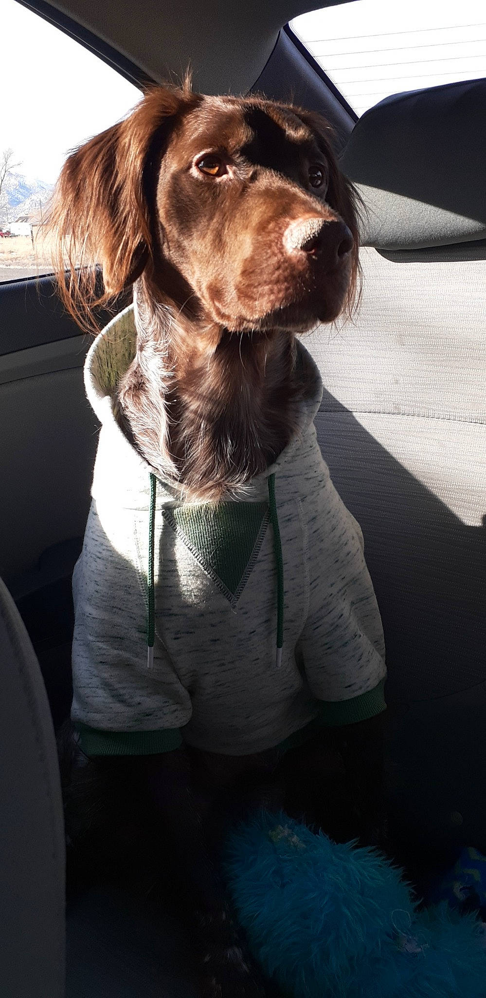Wings is registered to the contest to win money with this photo: canidae, carnivore, companion_dog, dog, dog_breed, dog_collar, door, formal_wear, fur, gun_dog, hunting_dog, liver, pointing_breed, spaniel, sporting_group, tints_and_shades, vehicle_door, whiskers, working_animal