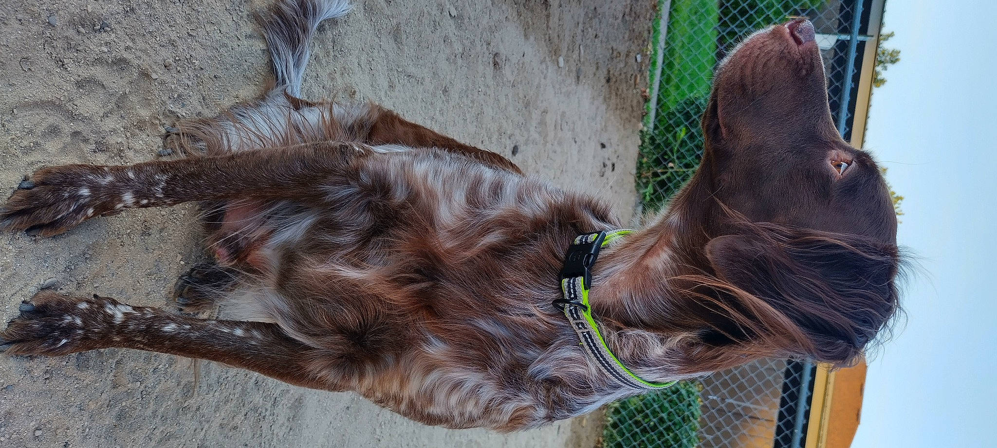 Wings is registered to the contest to win money with this photo: bridle, carnivore, collar, companion_dog, dog, dog_breed, dog_collar, dog_supply, fawn, fur, horse_tack, leash, liver, livestock, pack_animal, pet_supply, snout, sporting_group, working_animal, wrinkle